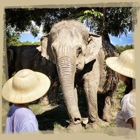 Contact us - Kulen Elephant Forest | Siem Reap, CAMBODIA