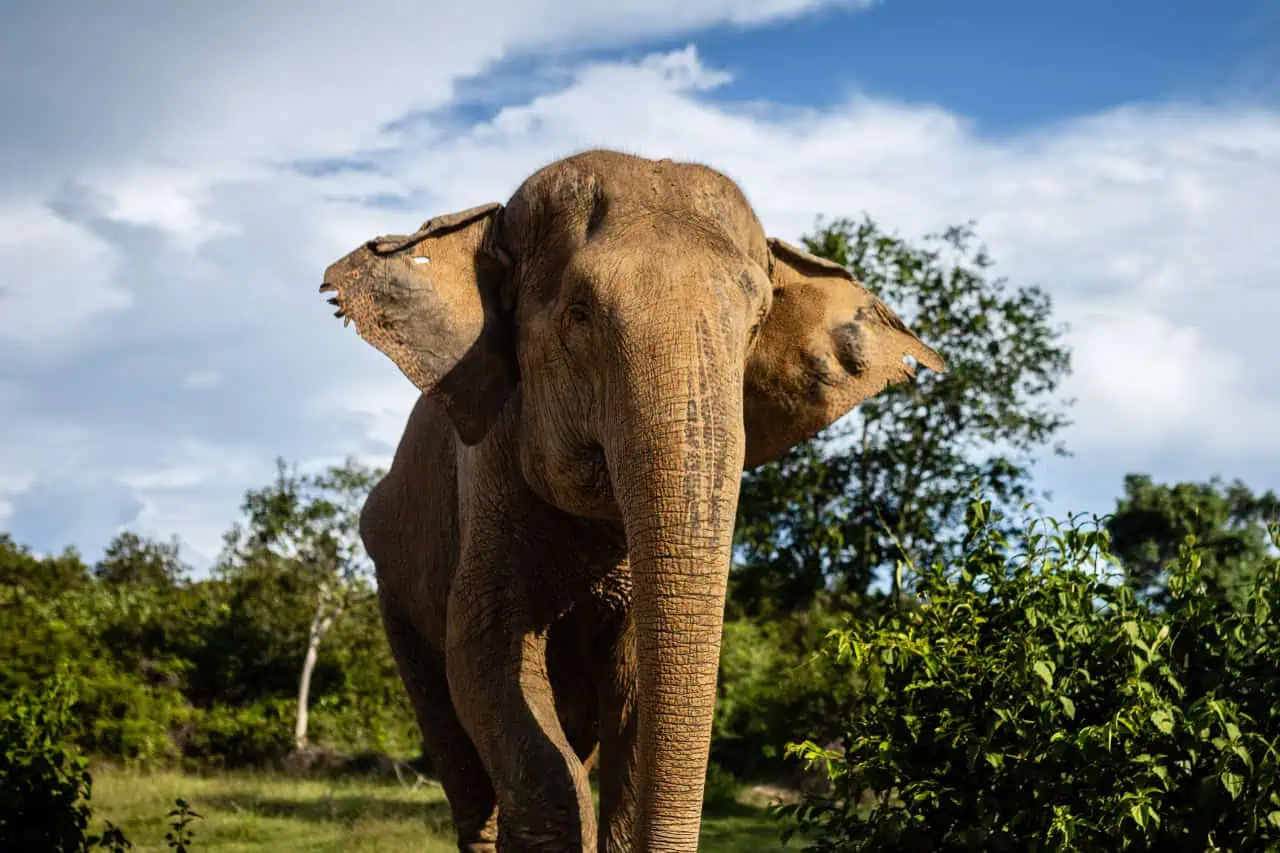 Elephant Sanctuary in Siem Reap