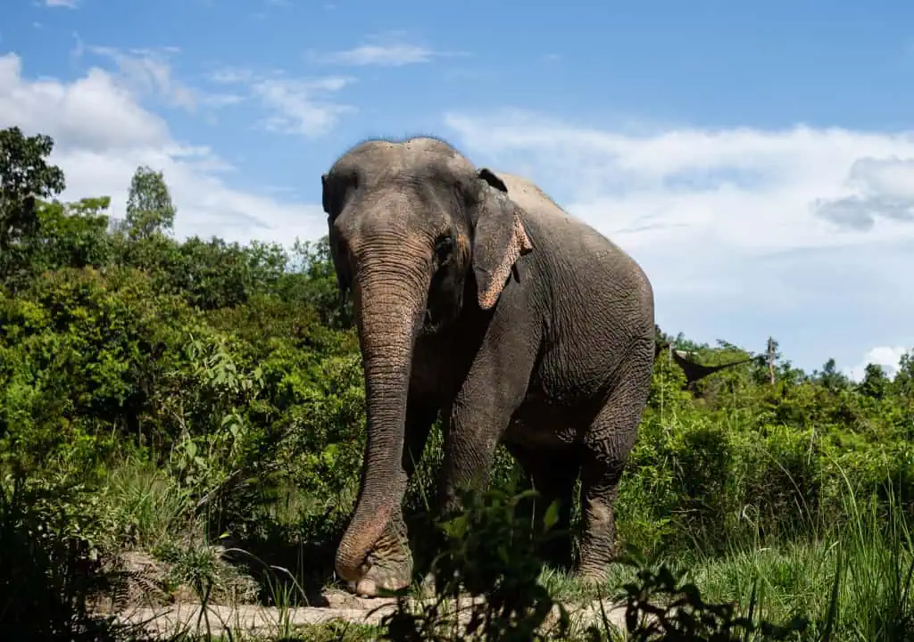 Elephant Sanctuary in Phnom Kulen Siem Reap