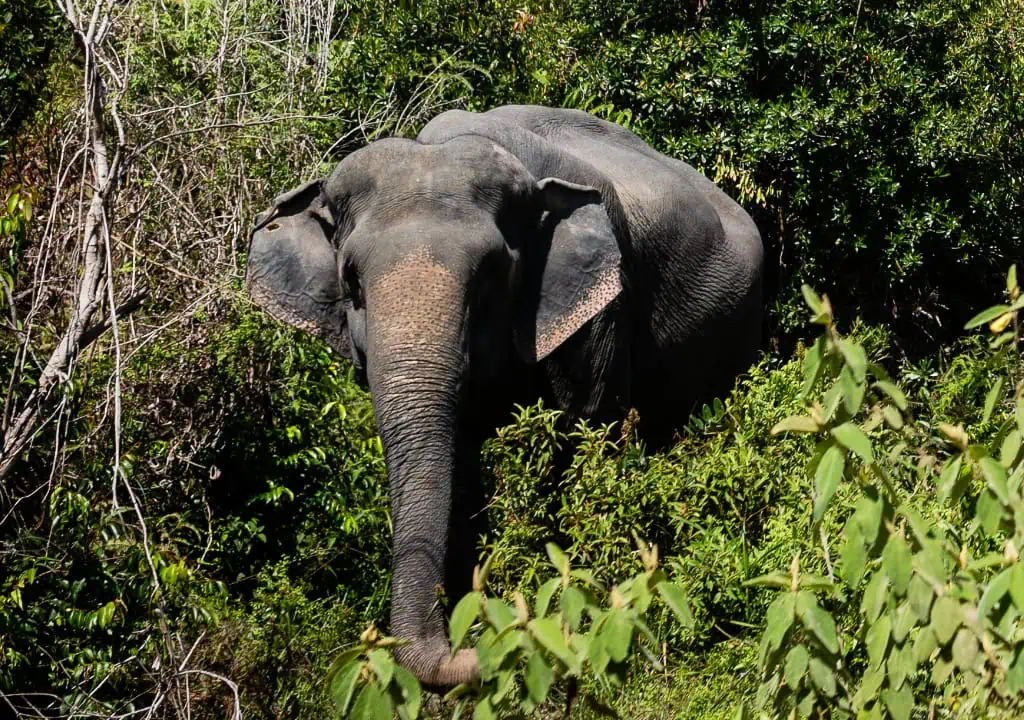 Elephant in Siem Reap