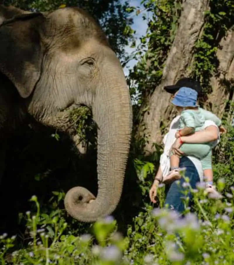 Kulen Elephant Forest in Siem Reap