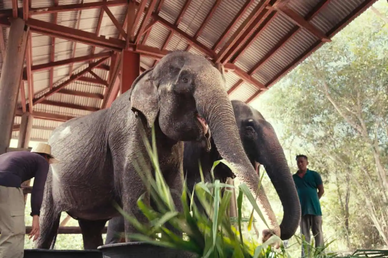 Growing Old Gracefully: How We Care for Elderly Elephants at Kulen Elephant Forest