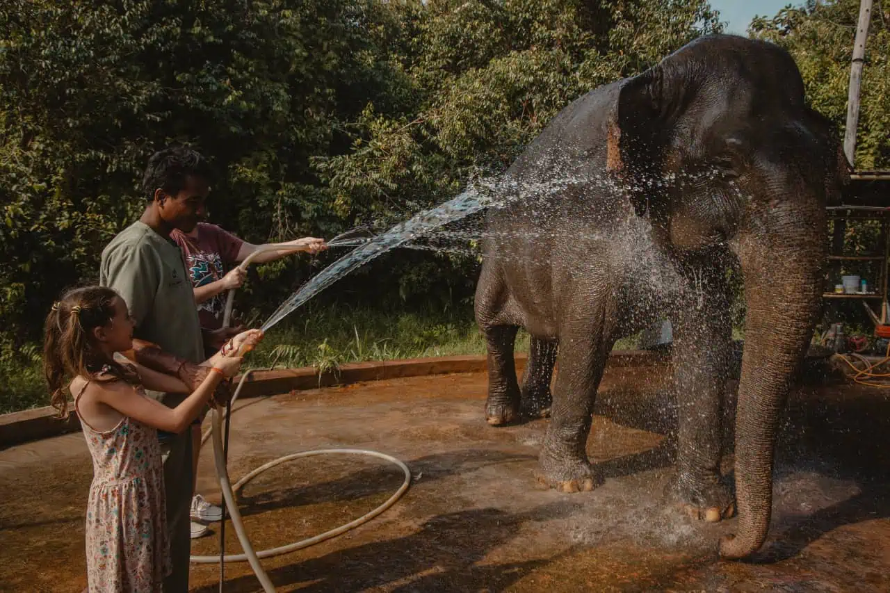 Meeting the Elephants