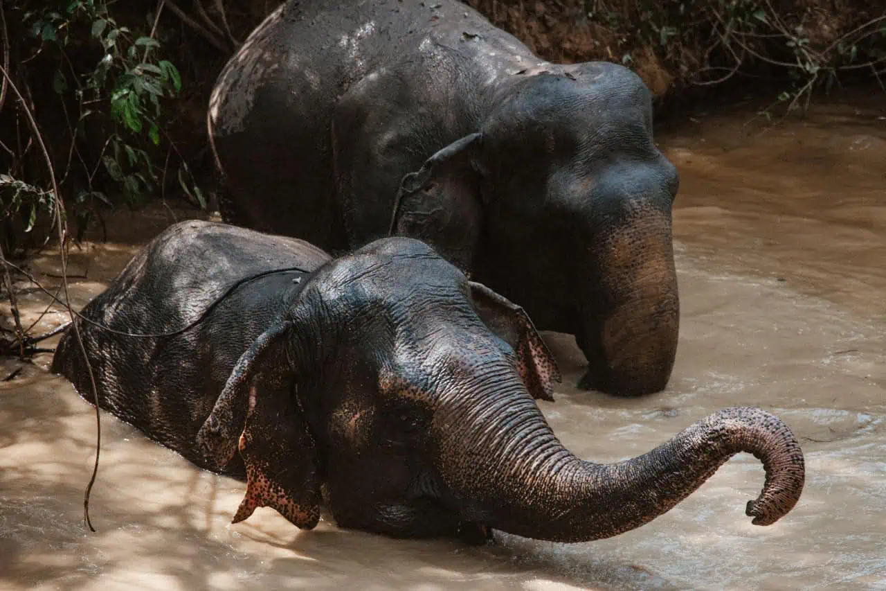Pond Bathing