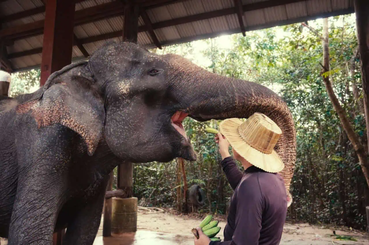 The Challenge of Elephant Teeth