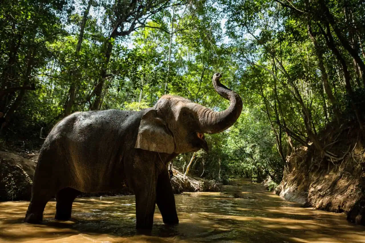 The Elephant Pharmacy: How Asian Elephants Self-Medicate in the Wild