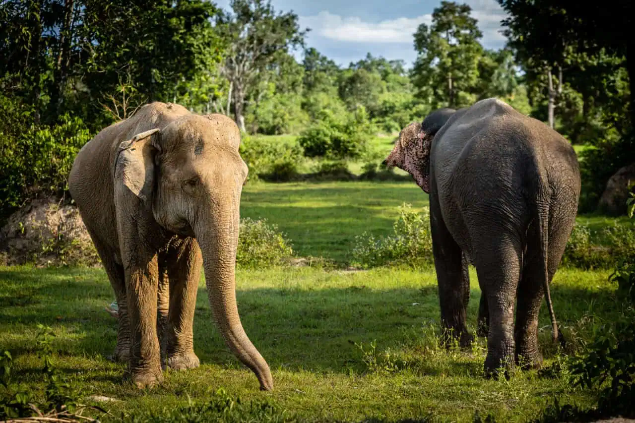 What We See at Kulen Elephant Forest