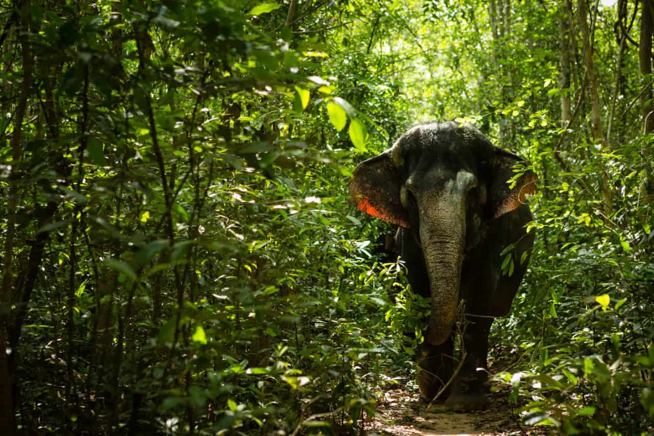 Elephant in Jungle