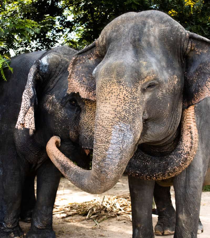 Elephants Interacting Close Up