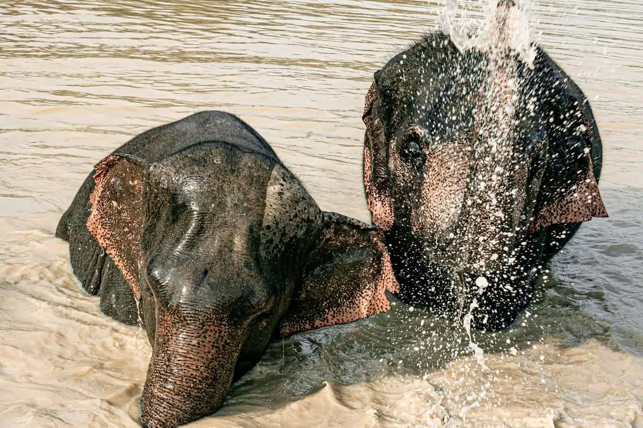 Two Elephants Bathing in the River