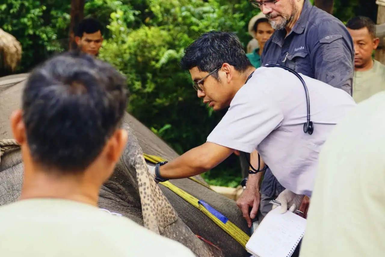Veterinarian Examining Elephant Close Up