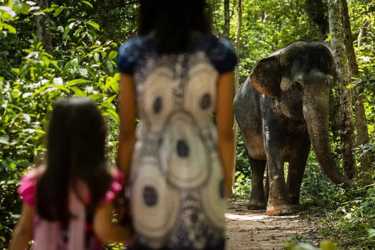 Woman And Child Observing an Elephant in the Forest